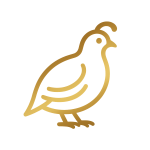 بلدرچین